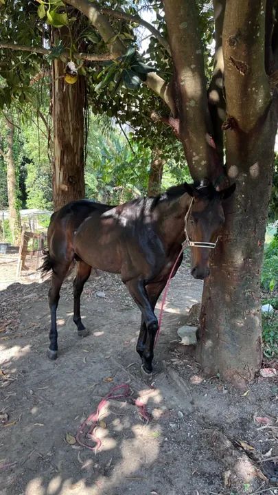 Cavalo puro sangue inglês 