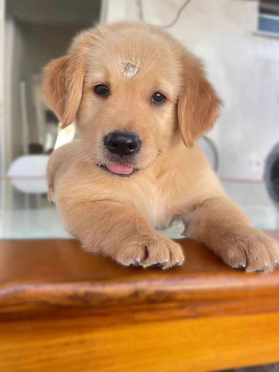 Golden Retriever filhote - Foto 3