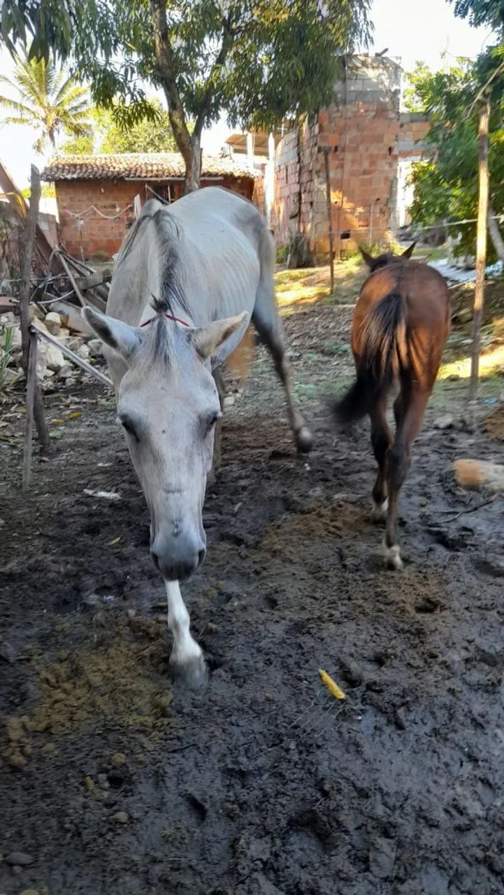 Égua com potro 2.000 - Foto 5
