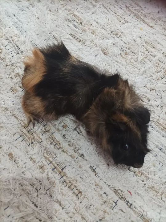 Vendo porquinho da índia  - Foto 2