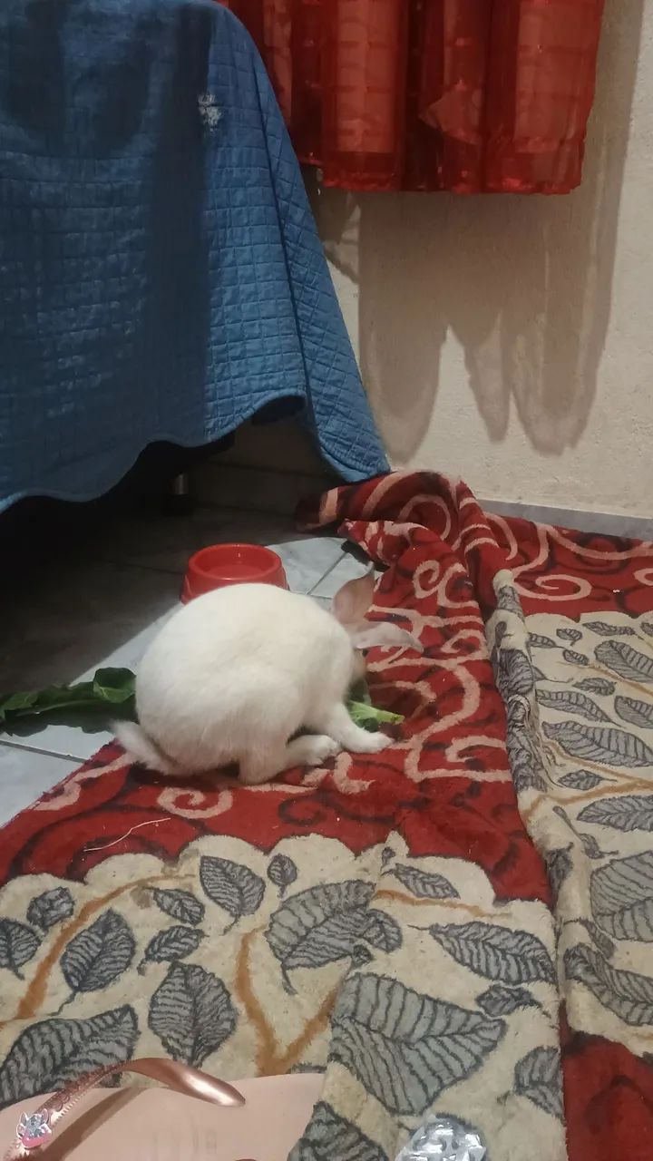 Doação de coelho filhote de 3 mês