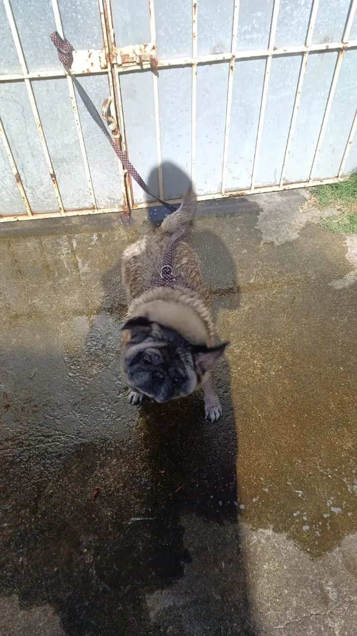 Pug adorável para adoção