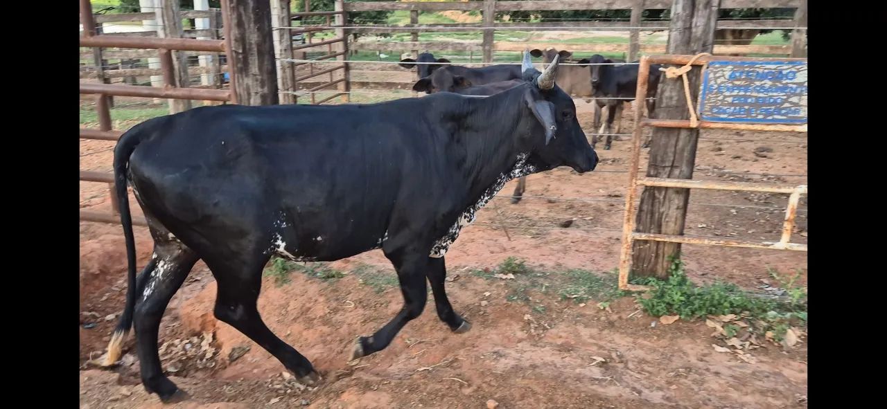 Novilha A venda  - Foto 2