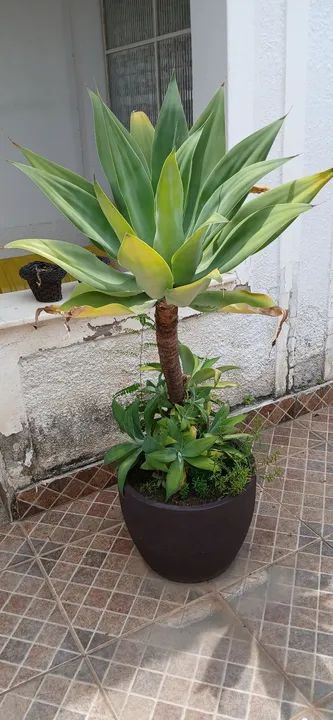 vaso de polietileno com coqueiro agarve dragão - Foto 4