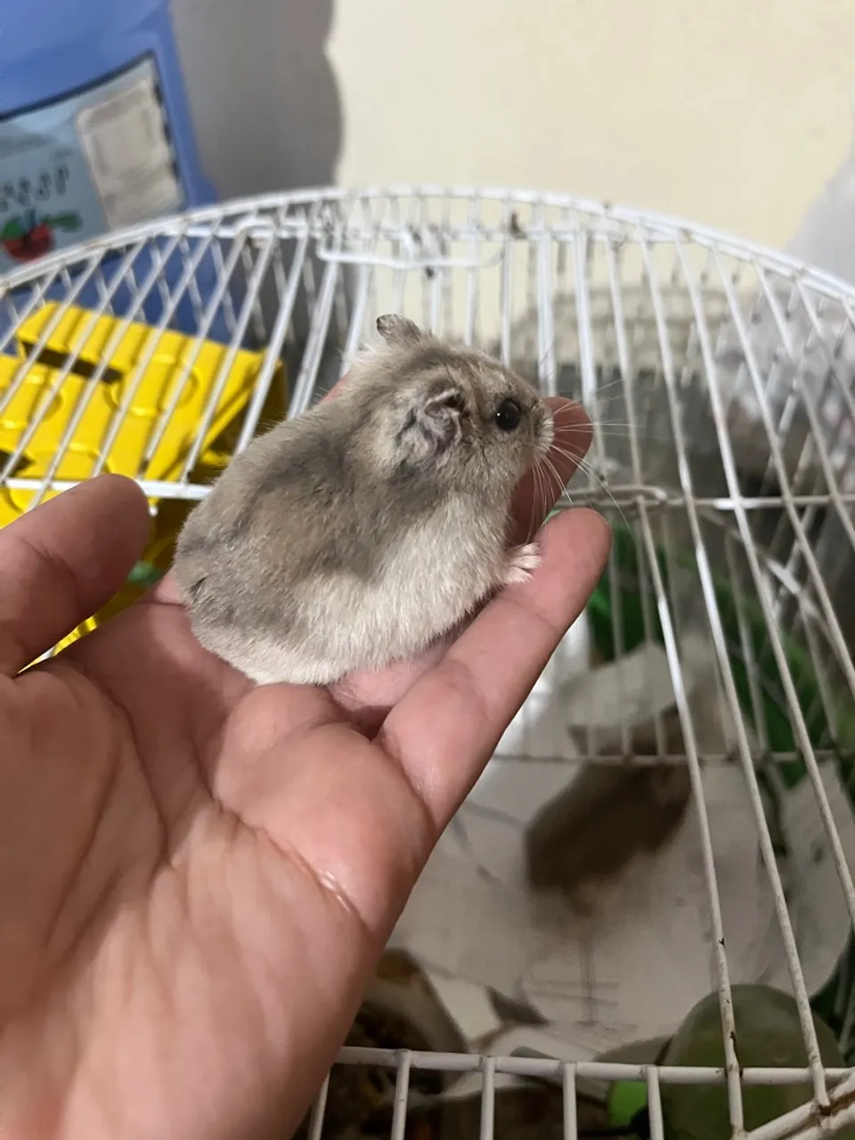 Hamster Anão Russo Cinza