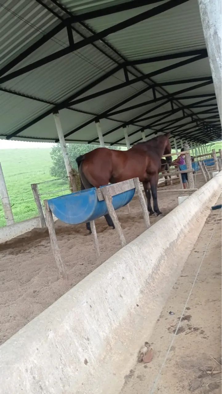 Égua QM (Direita) Documento,Meio sangue valor a Negociar . - Foto 3