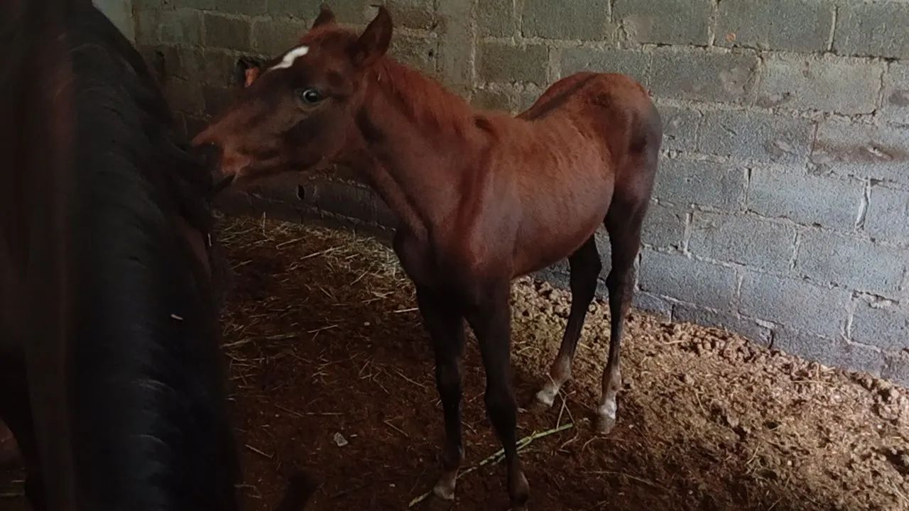 Doação potra fêmea retirar urgente  - Foto 2