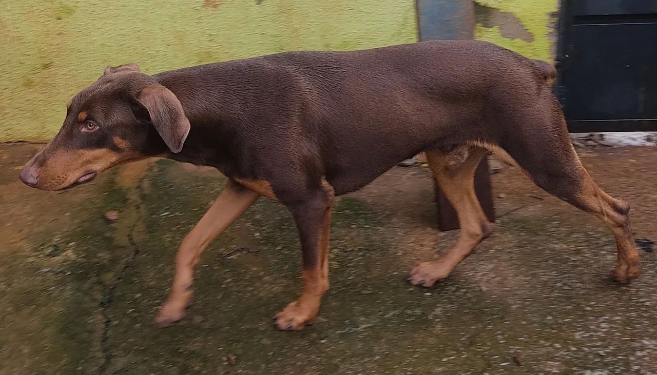 Doberman macho  - Foto 2