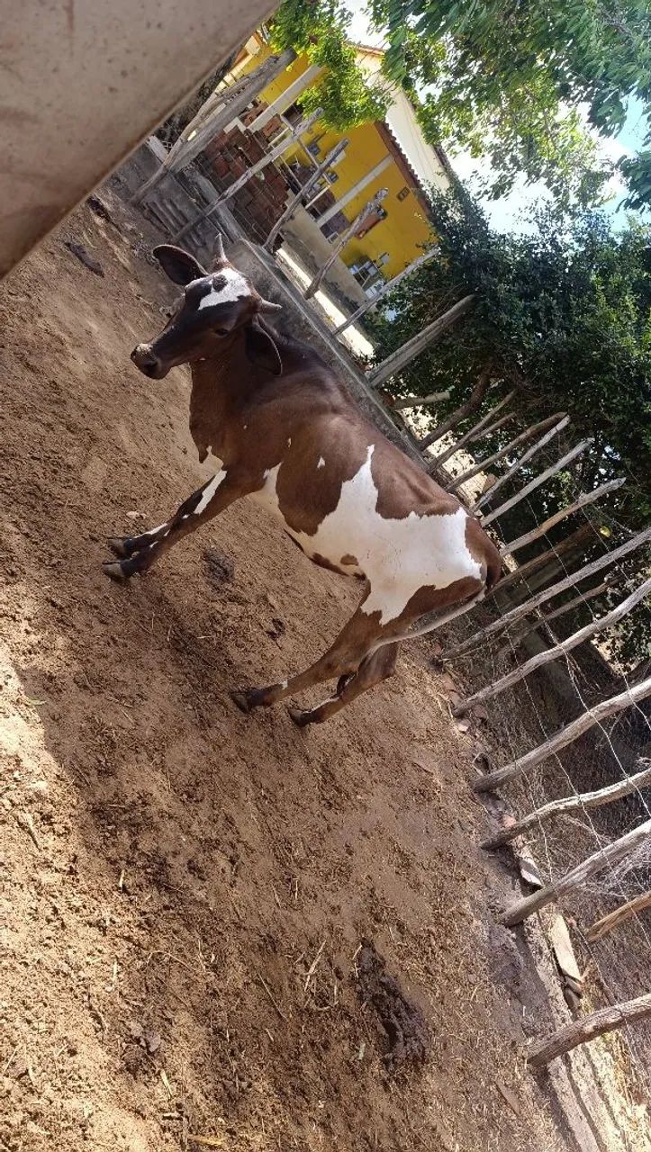 Novlhas e garrote  - Foto 2