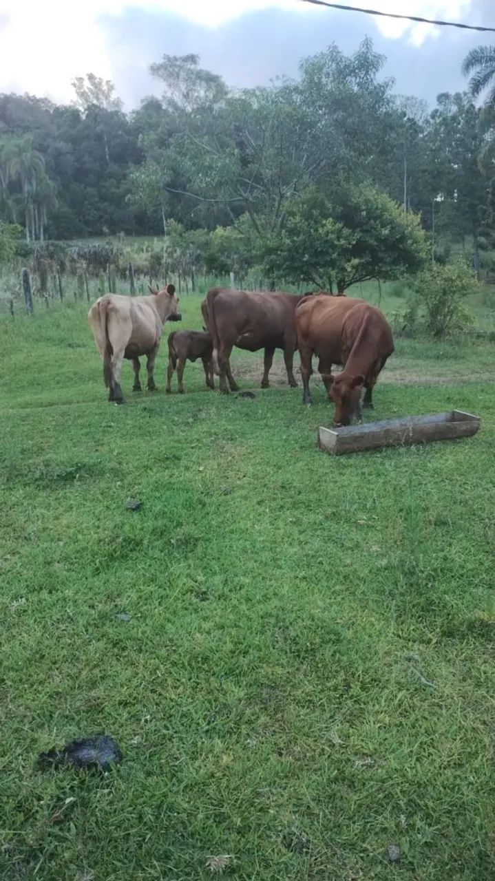 Venda de novilhas  - Foto 3