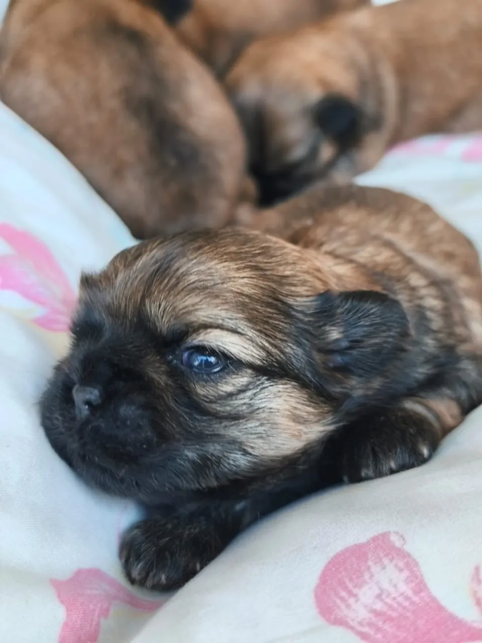 Filhote de Shih Tzu disponível 