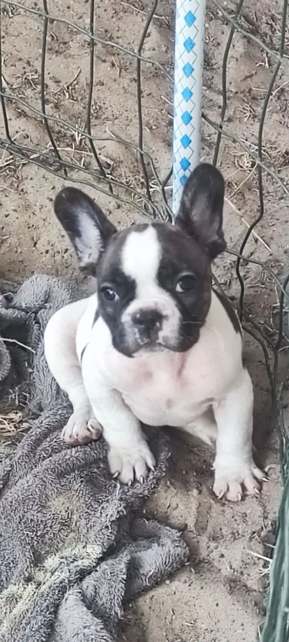 Último filhote Bulldog Francês macho - Foto 3