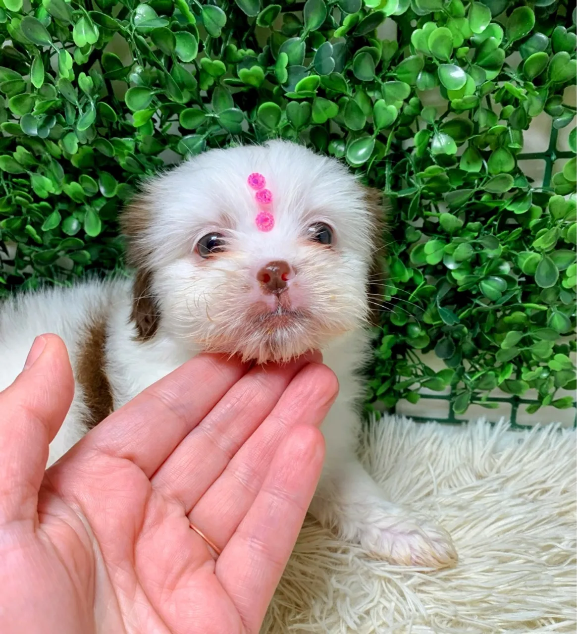 Filhote de Shih Tzu fêmea