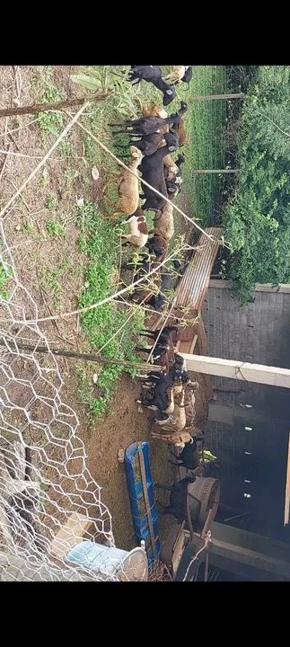 46 Carneiros Dorper e Santa Inês - Foto 2