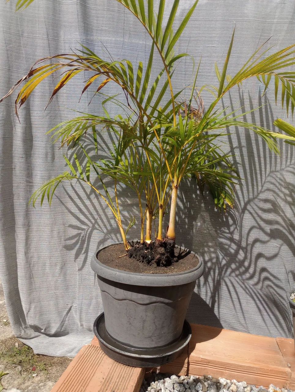 Plantas 