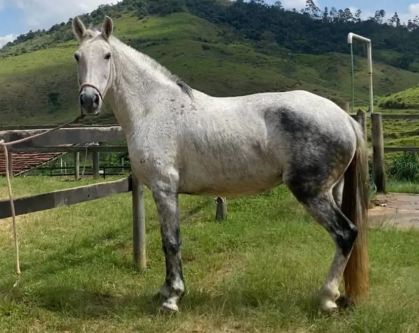 Égua MM Sem Registro + Prenhez Confirmada  - Foto 2