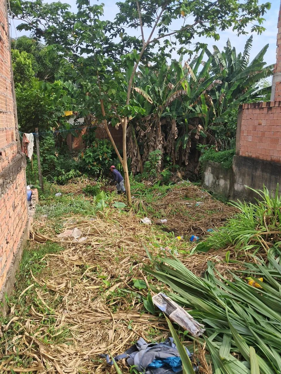 Foto - Manaus - Coroado
