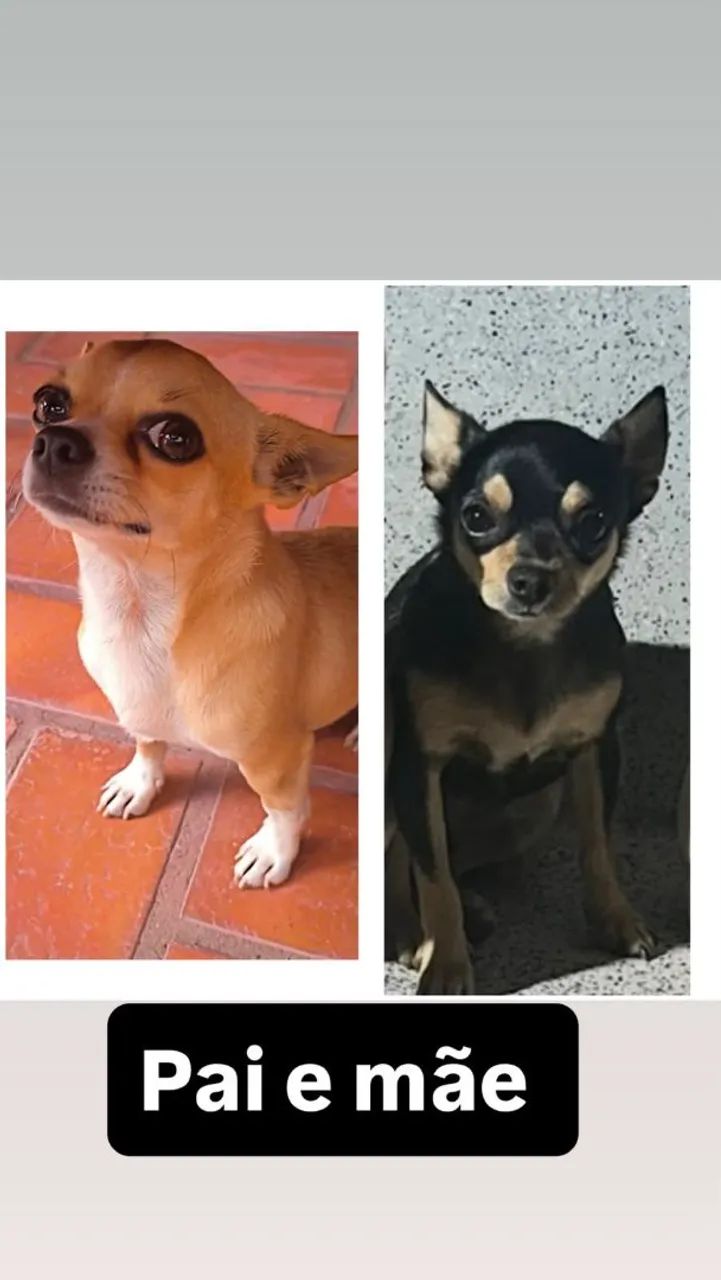 Chihuahua macho - Foto 3