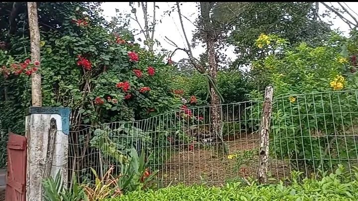 ALUGA-SE SÍTIO EM MULUNGU - CE  - Foto 4