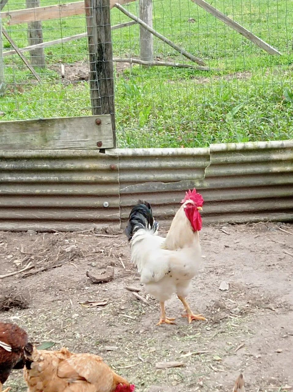 Galo GSB - Foto 2