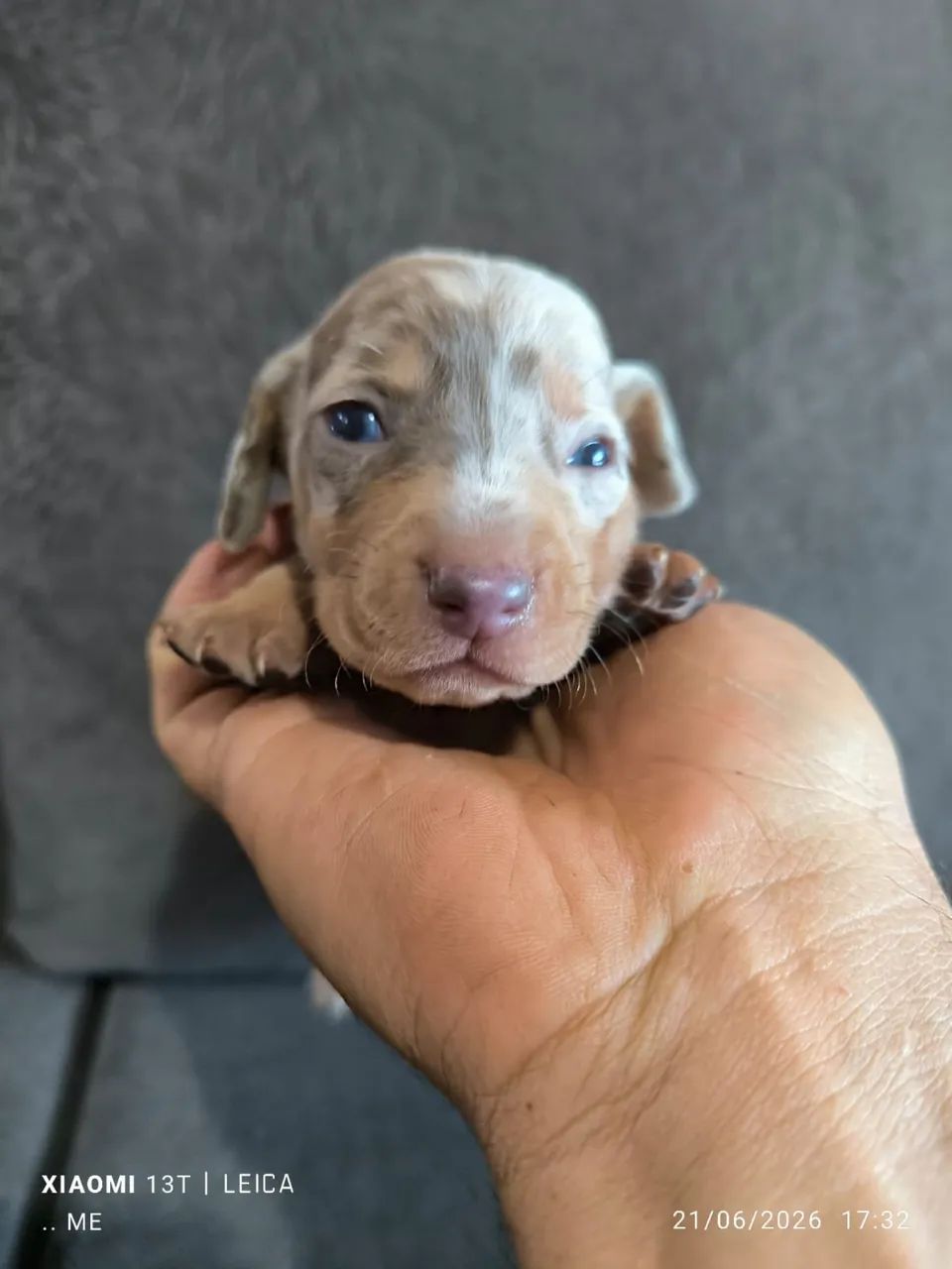 Dachshund machos  - Foto 2