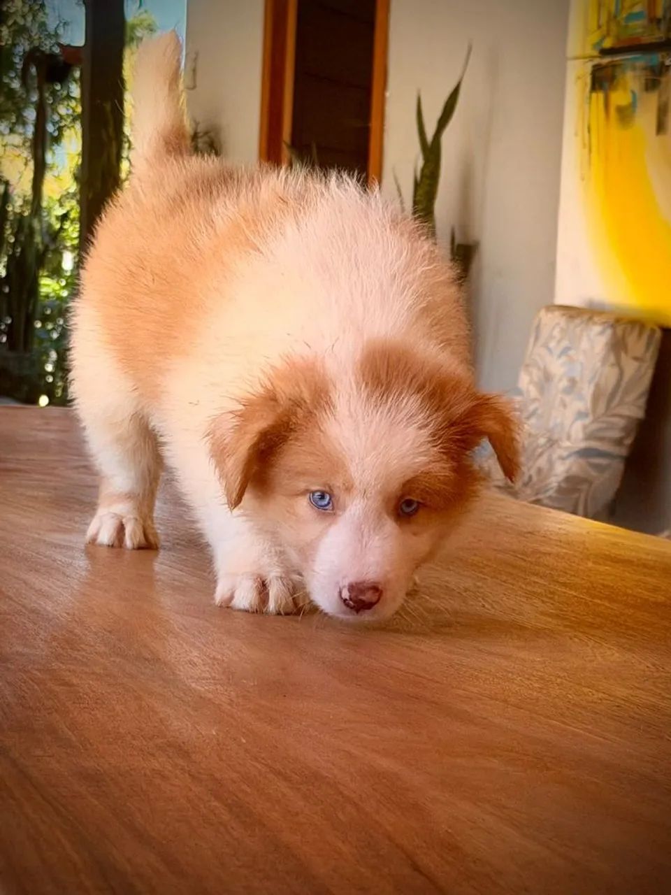 Border collie padrão  - Foto 4