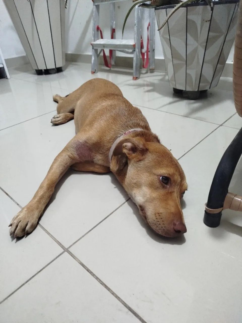 Adoção - Cachorro fêmea - Foto 4