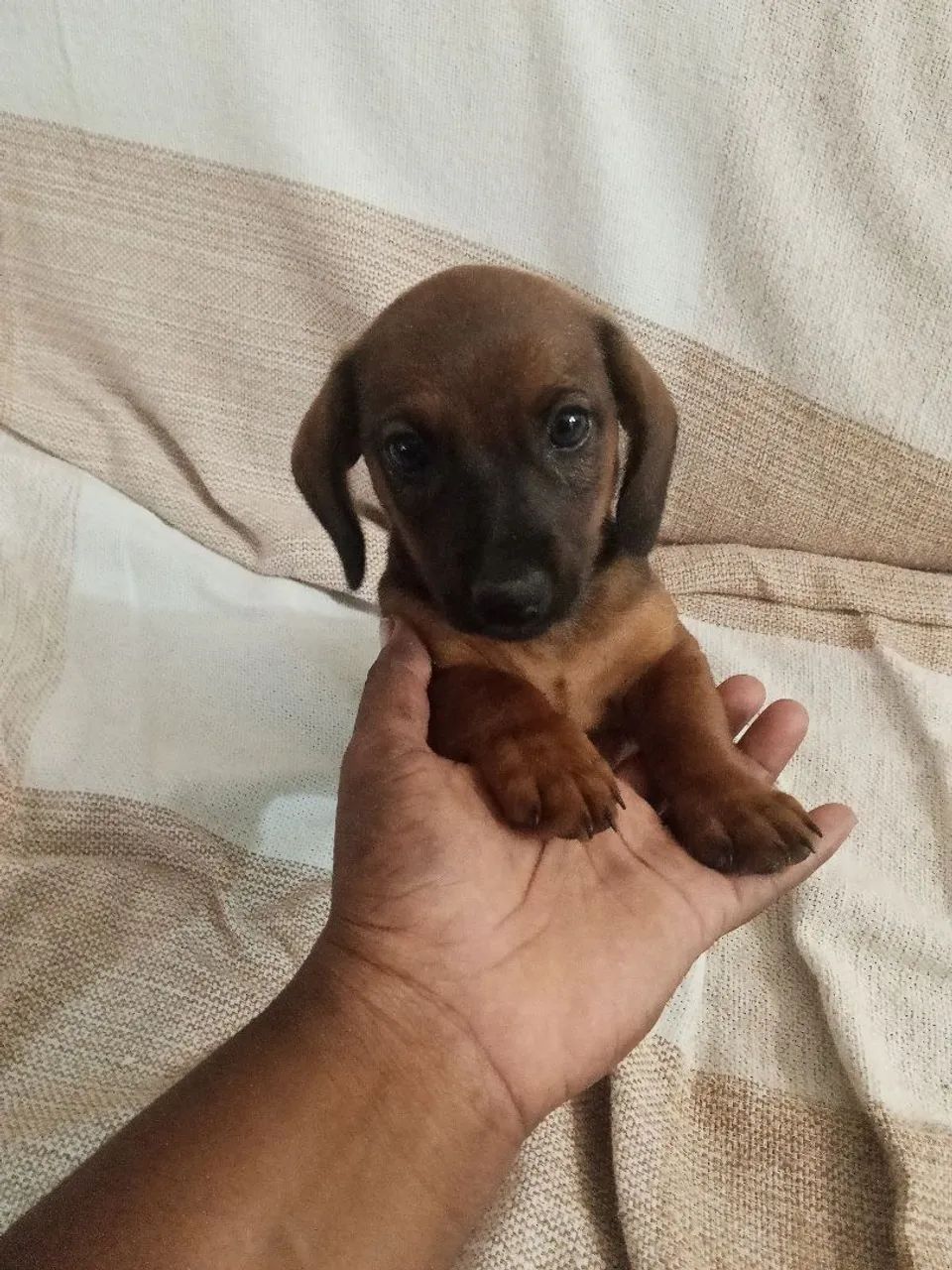 Cachorro filhotes salsicha com pinscher 