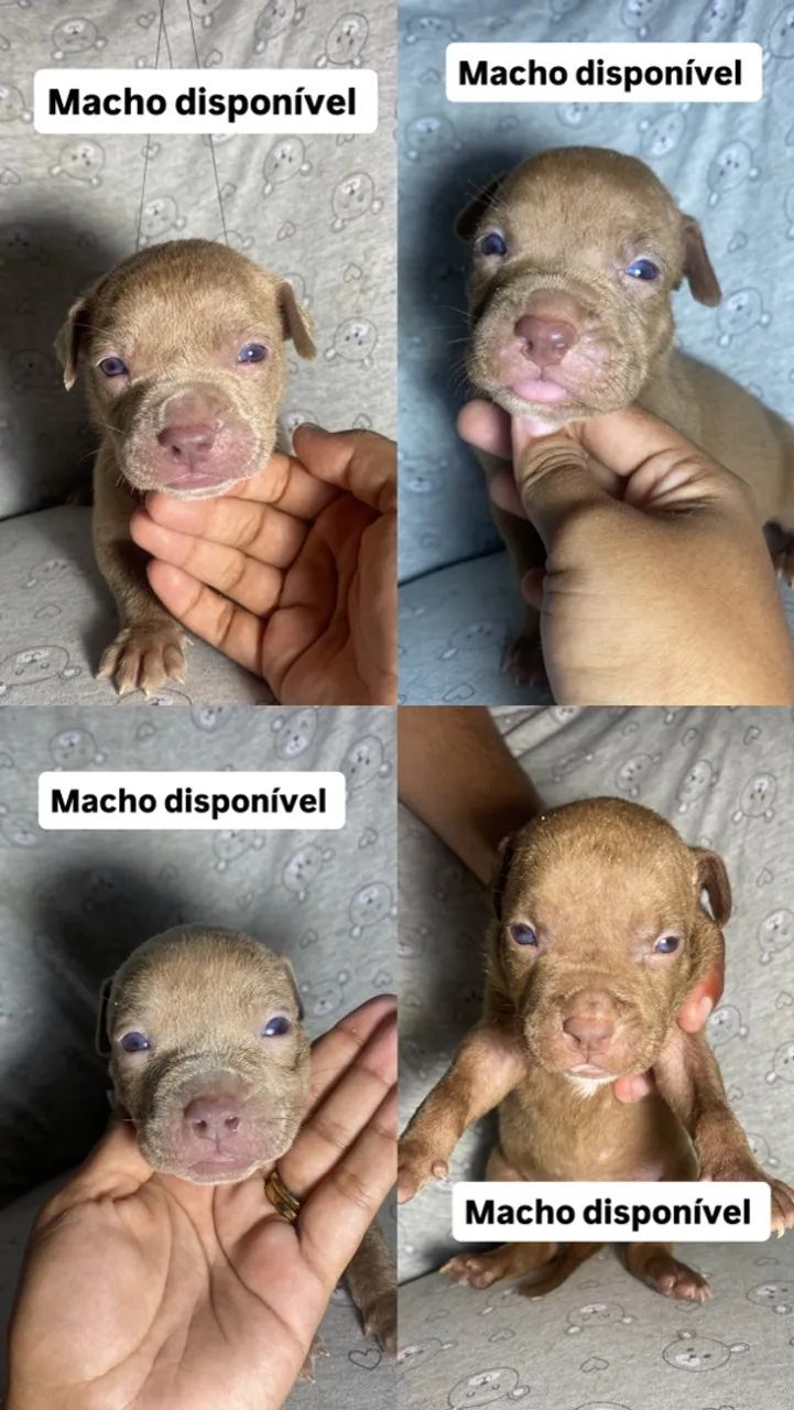 Filhote de pitbull  - Foto 2