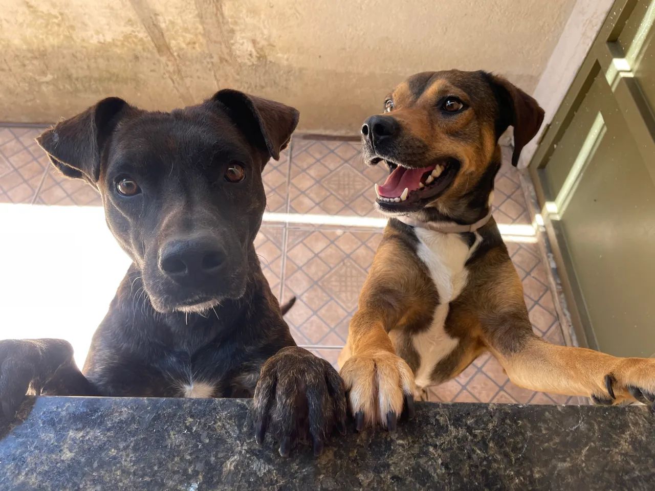 Cães SRD para adoç ão  - Foto 2