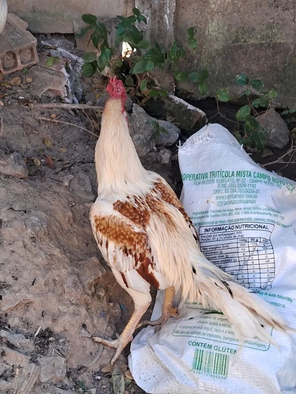 Galo e galinha