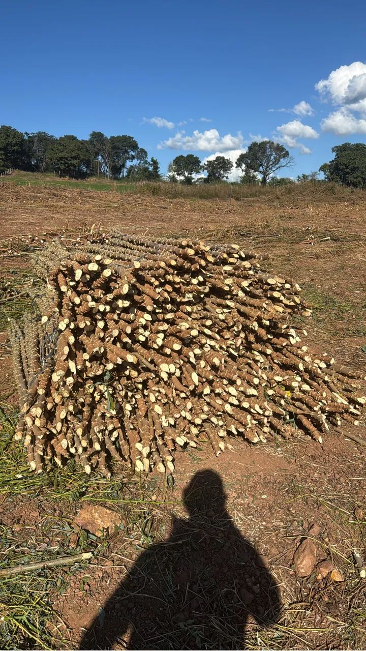 Ramas de mandioca amarela