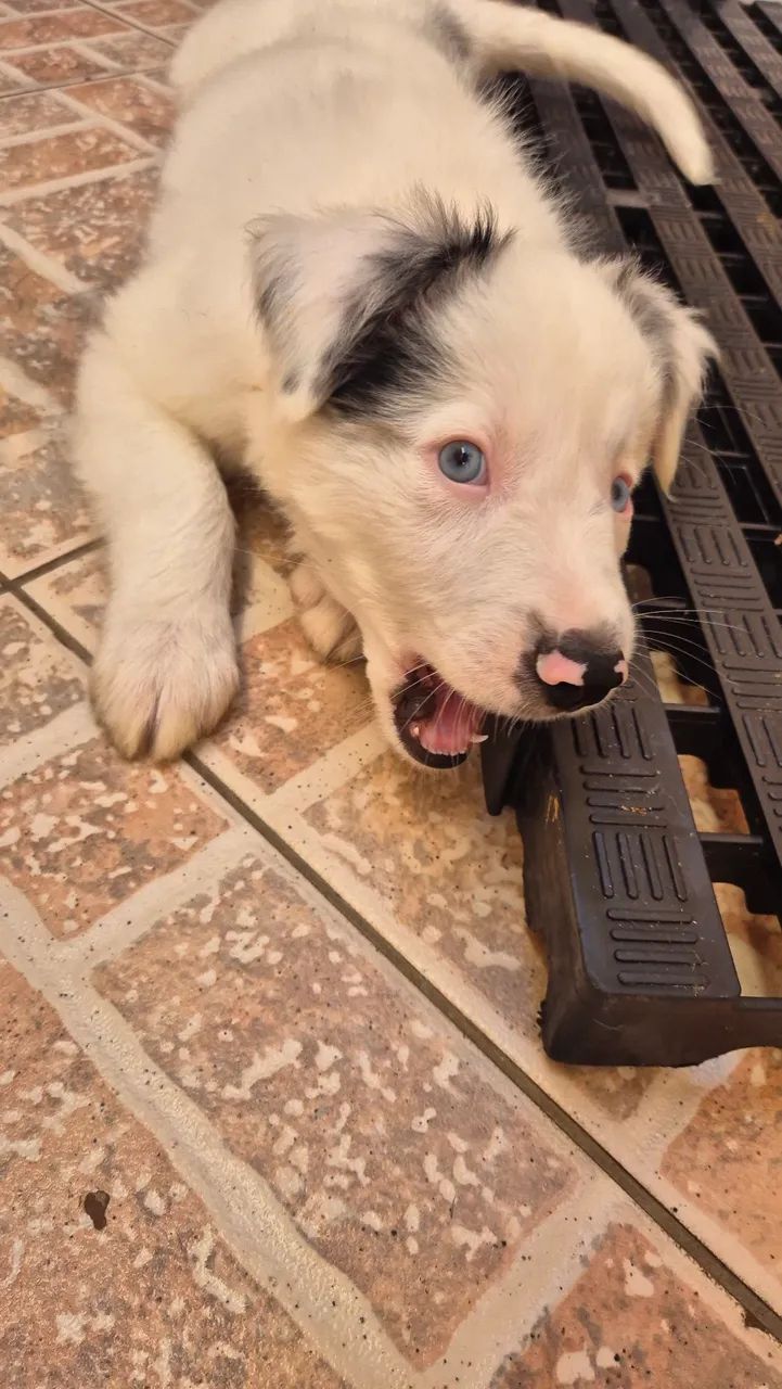 Boder collie - Foto 3