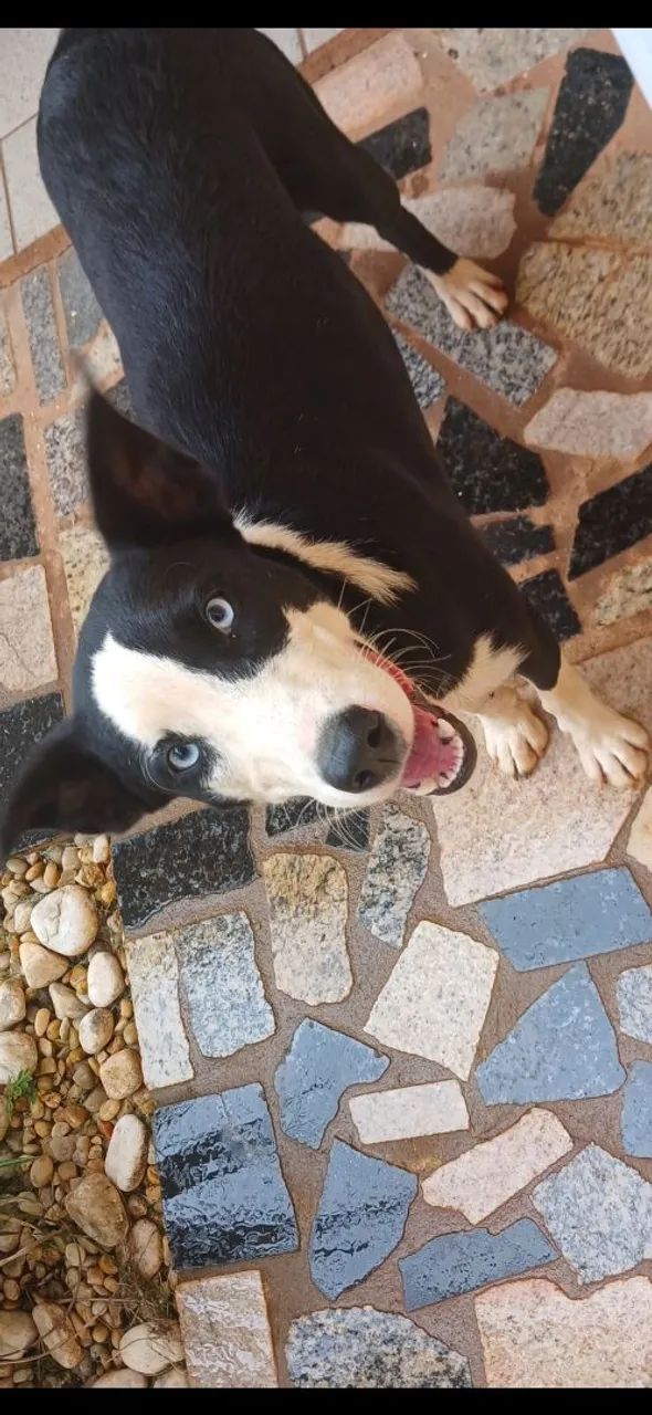 Doação responsável de cachorro.