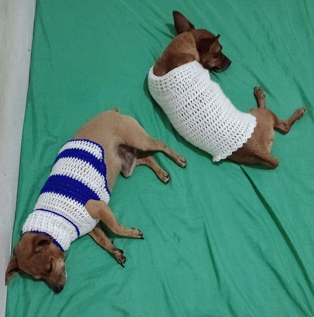 Camisa p/ pinscher crochê lã  - Foto 3