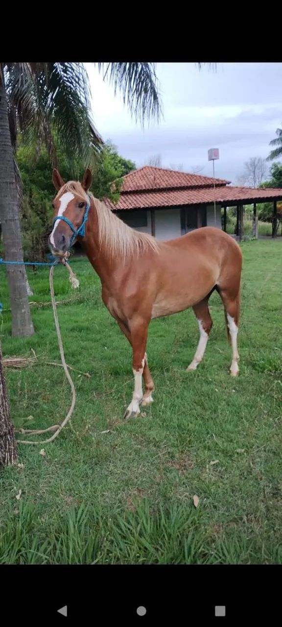 Vendo cavalo  - Foto 2