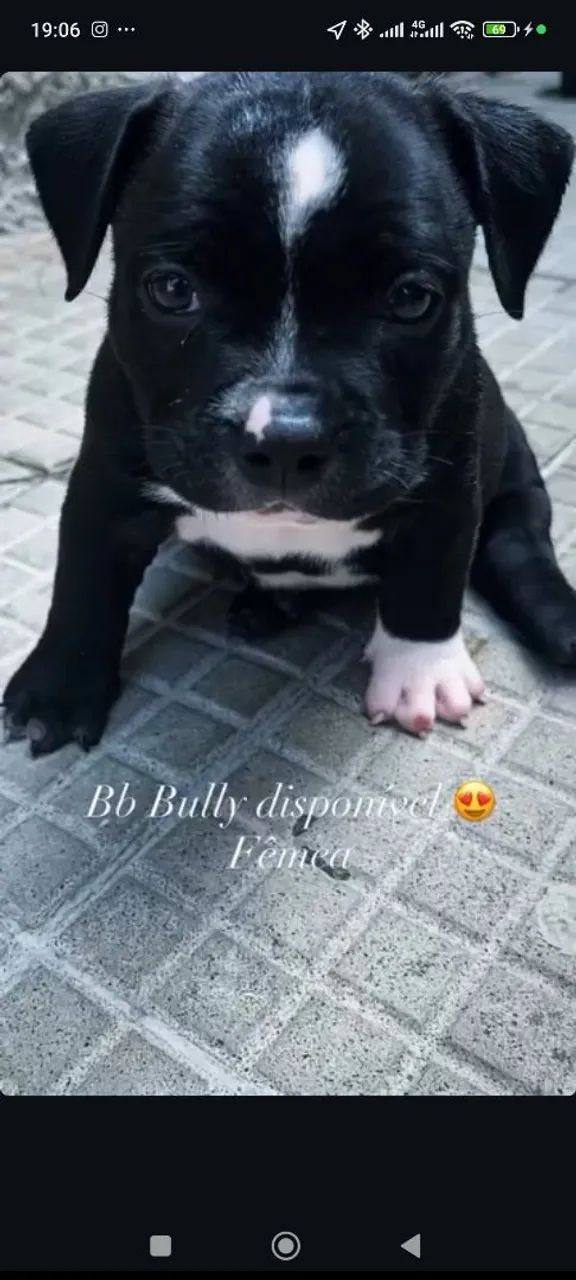 American bully micro exótico  - Foto 2