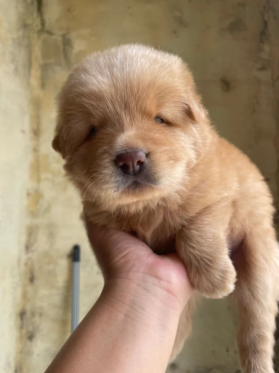 Chowchow - Foto 5