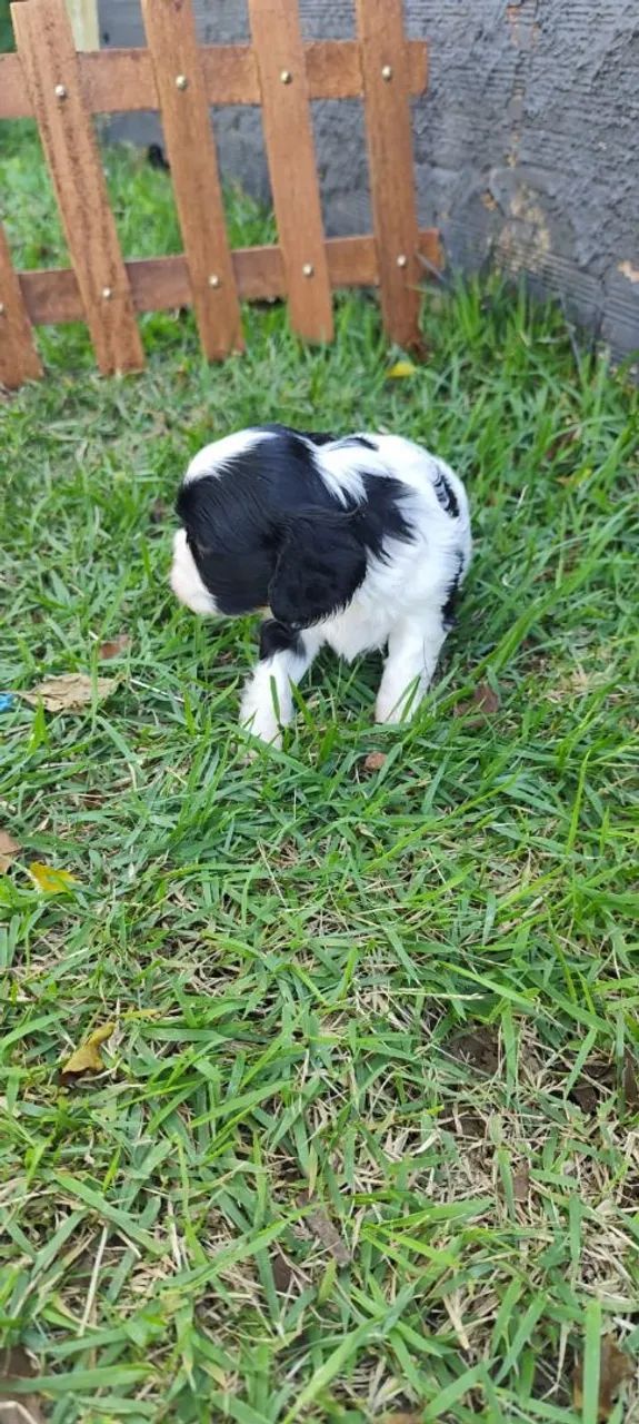 Cavalier Charles king star  - Foto 2