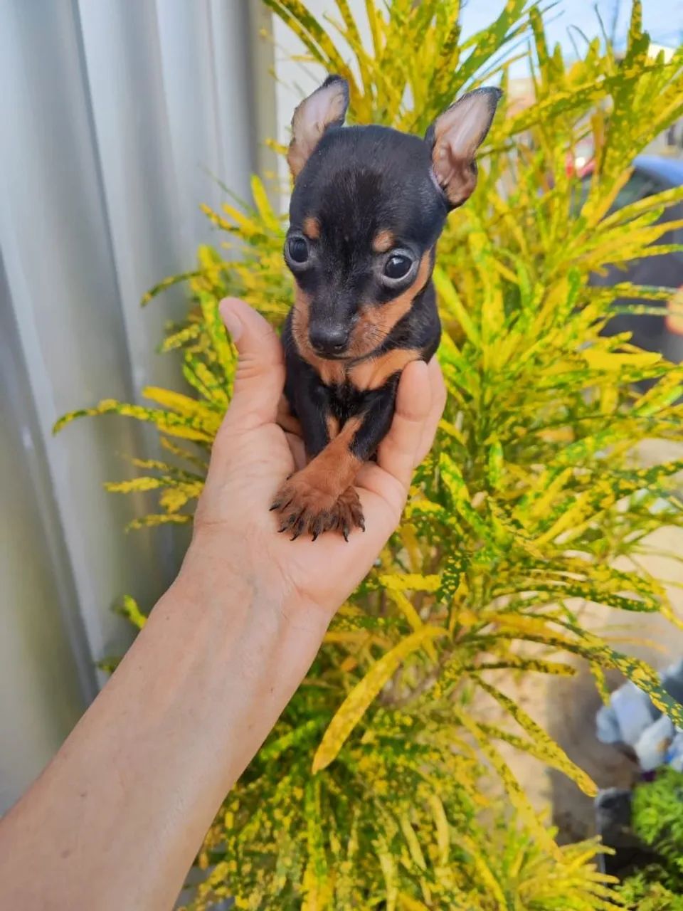 Pinscher  - Foto 5
