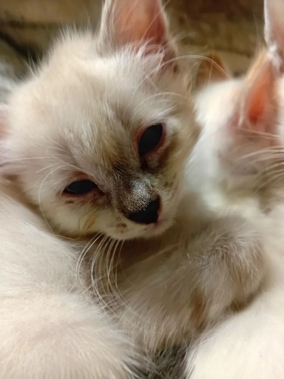 Gatos Siameses 