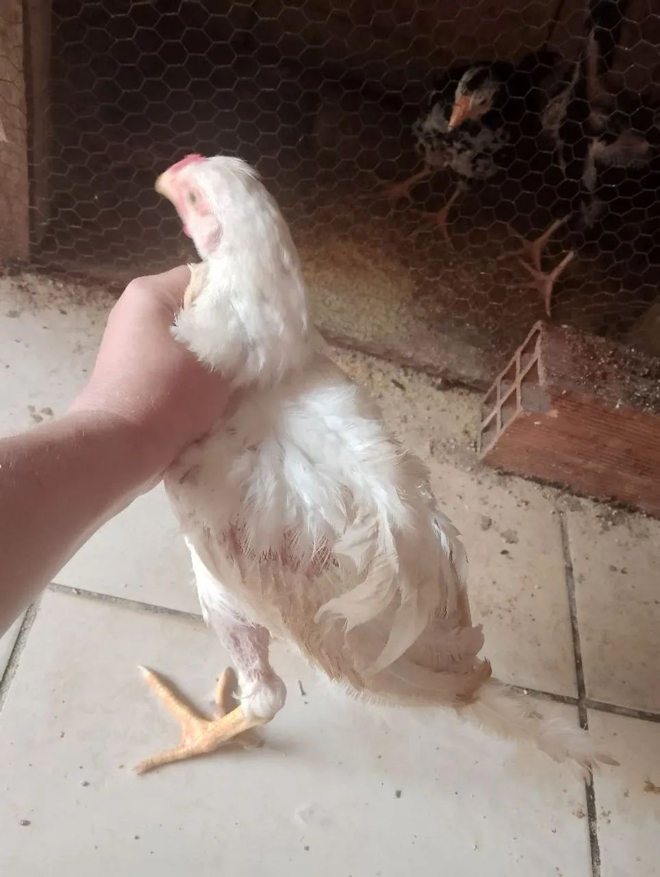 Franguinho  - Foto 3