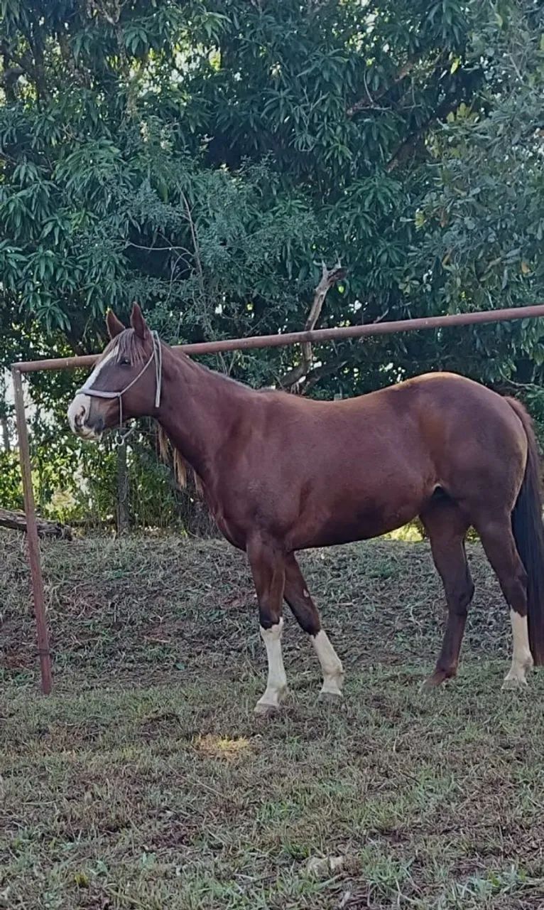 Égua Quarto de Milha - Cavalo cadastrado na ABQM - Hermyone - Foto 6