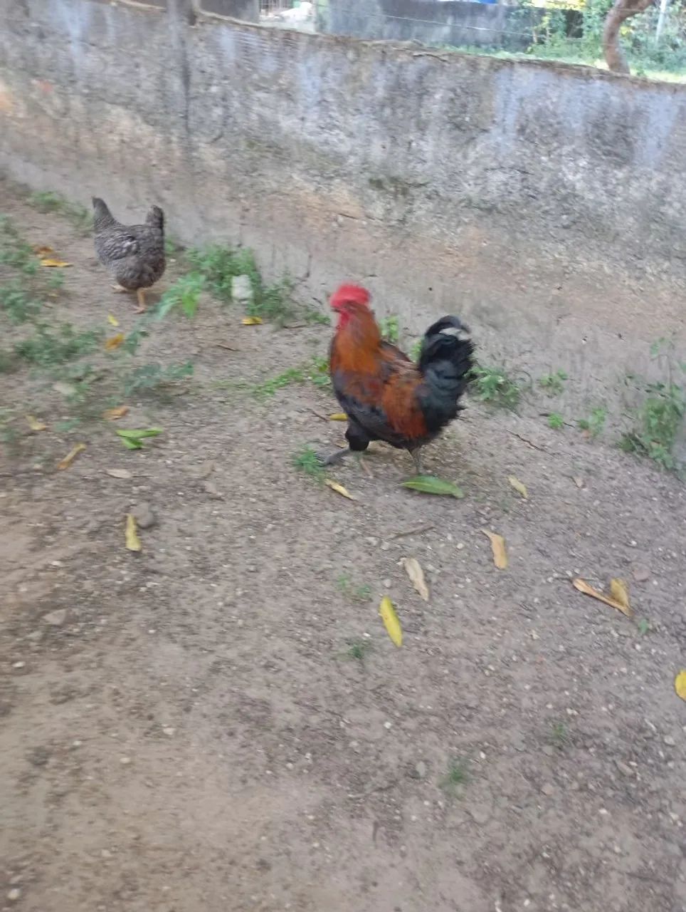 Galo GSB pra vender rápido no preço bom  - Foto 2