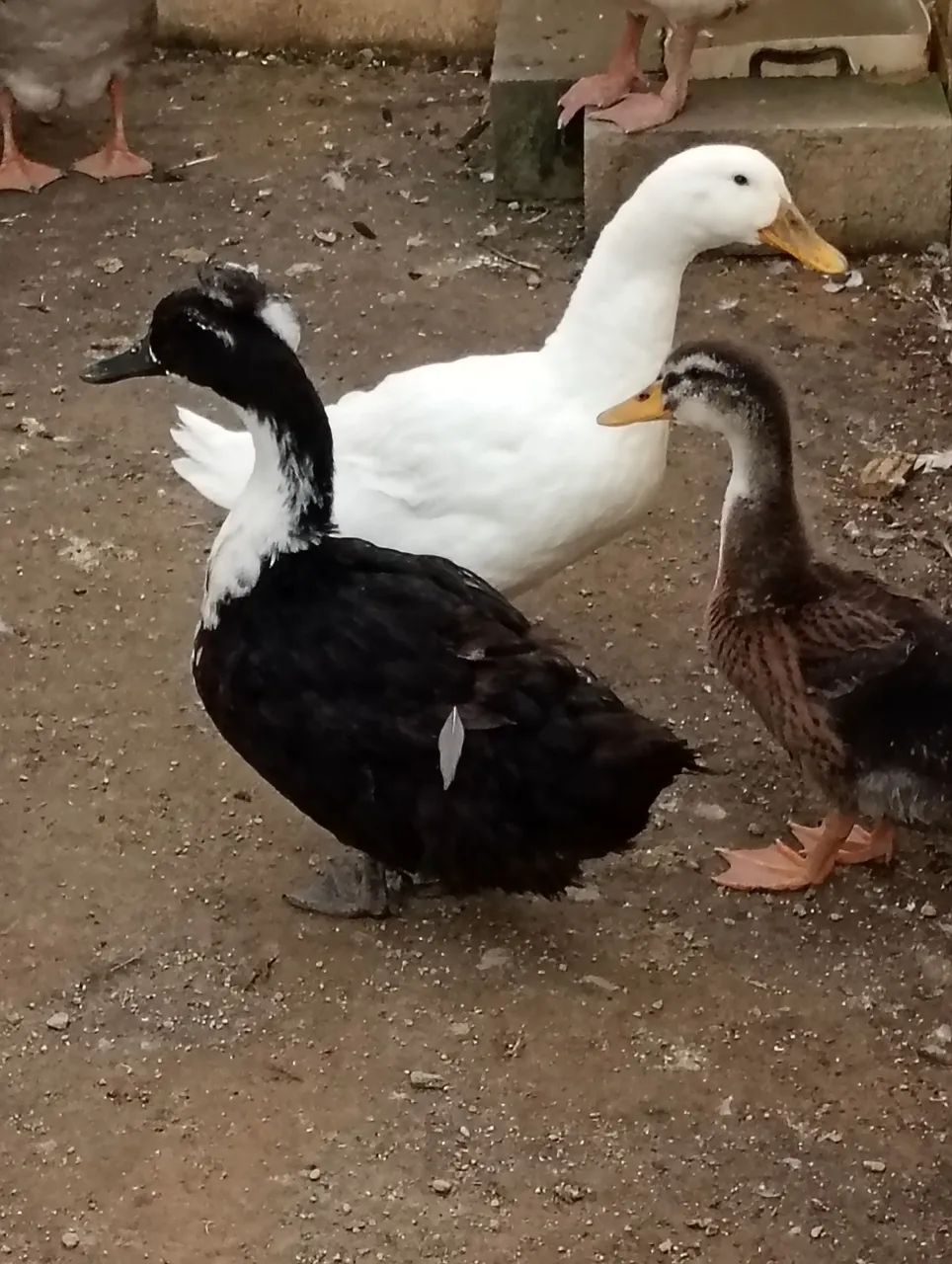 Patos  - Foto 2