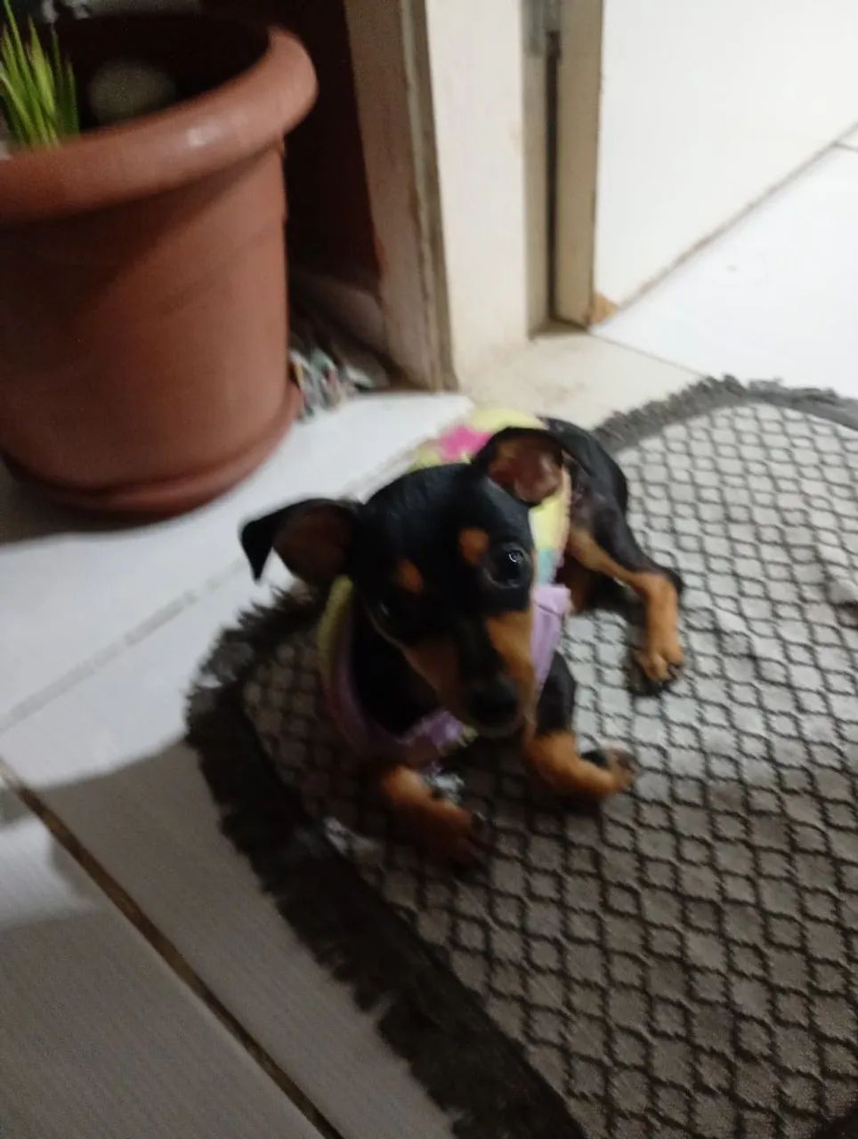 Cachorro pinscher 