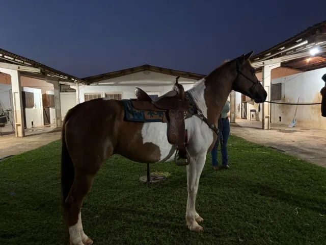 Egua Quarto de Milha para Tambor - Foto 5