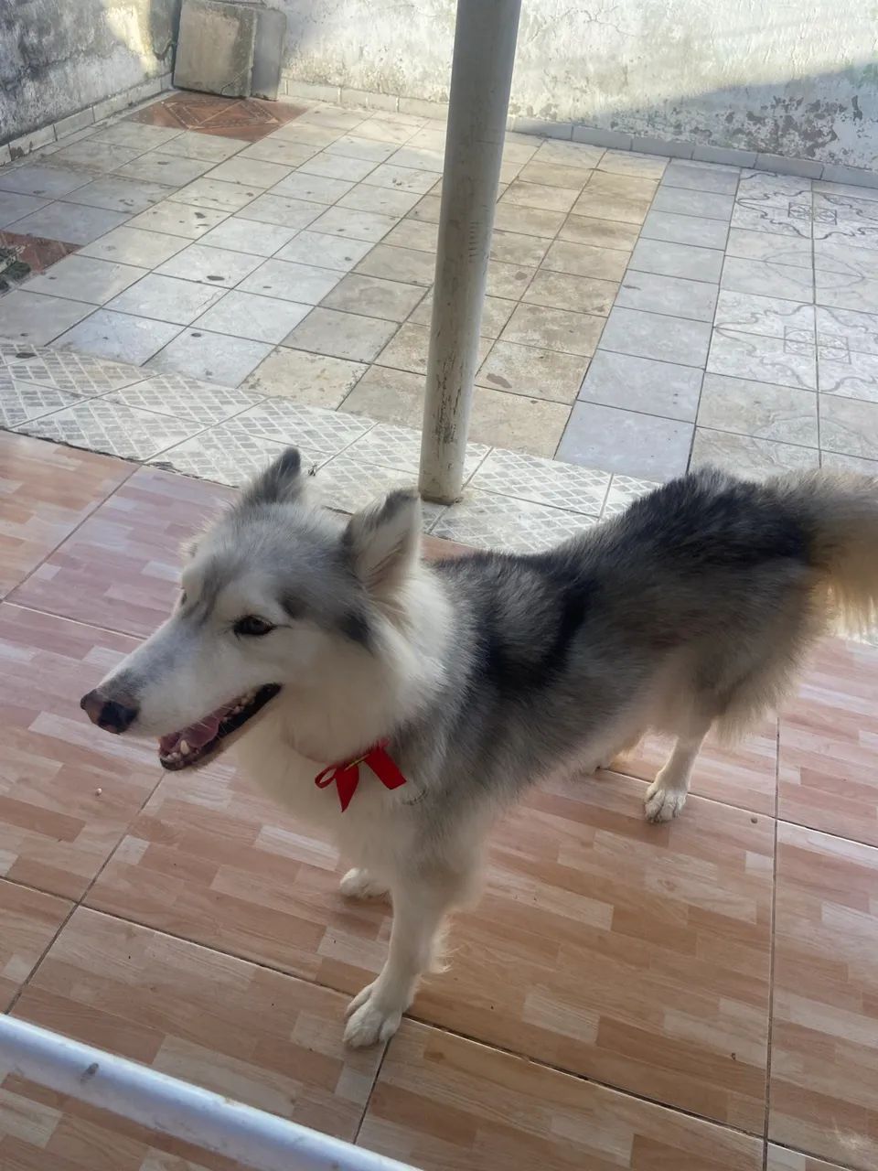 Doação de husky siberiano 