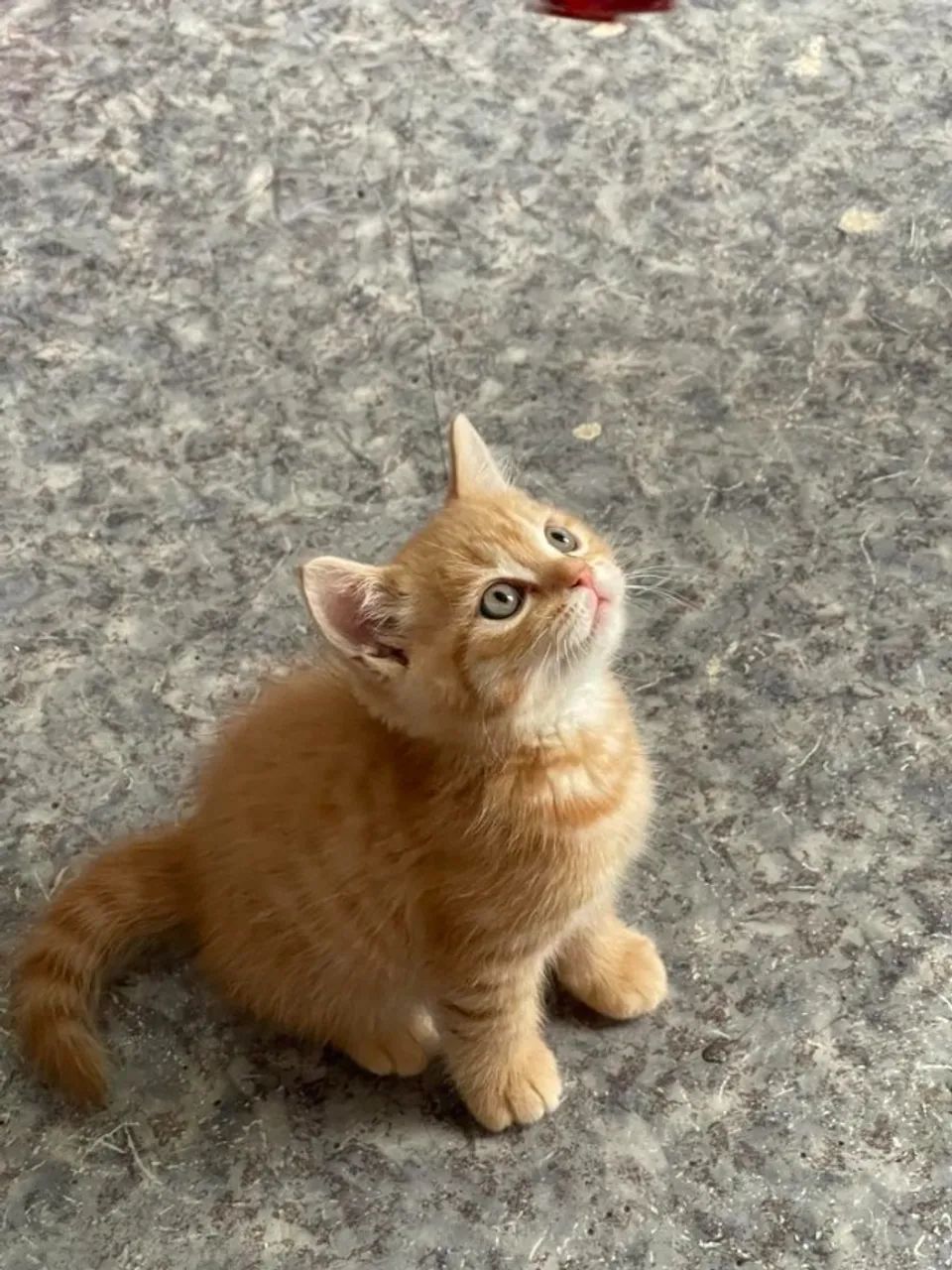 Gatinho fofinhos 