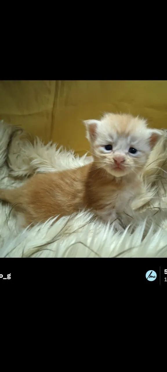 Maine Coon Gato Gigante Filhotes  - Foto 6